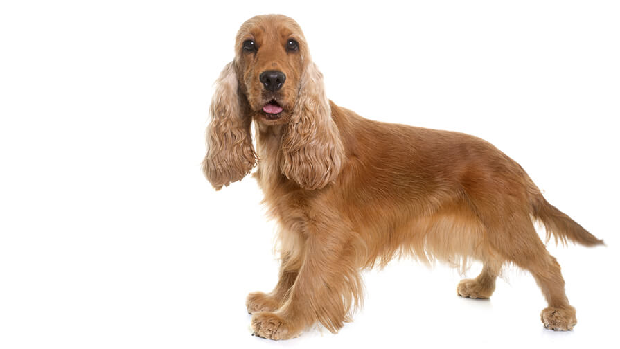 English Cocker Spaniel: Rassebeschreibung | PURINA®